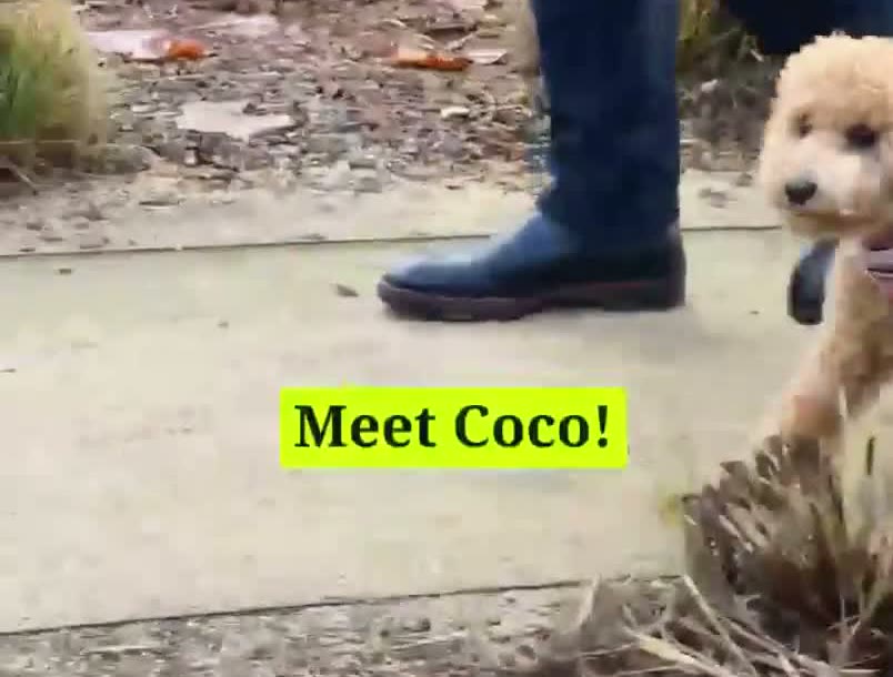 still from robinhood's official video with the meet coco title card, coco peeking in from the right