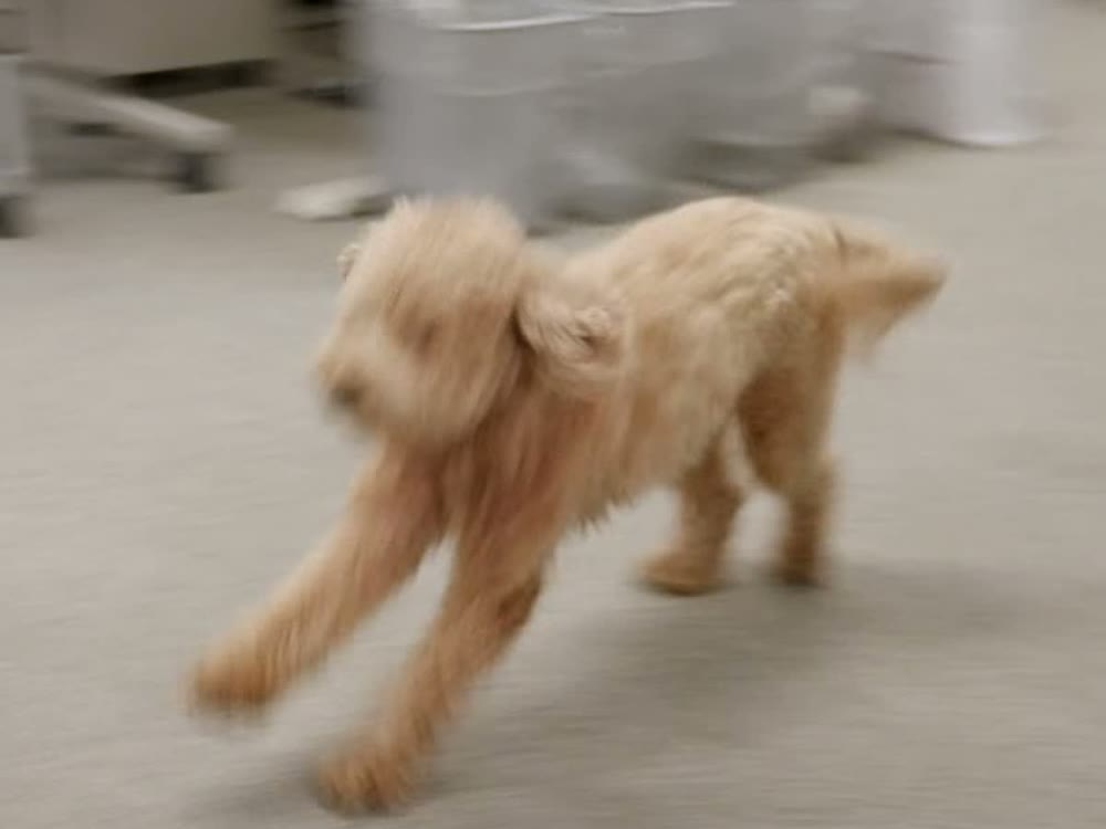 coco at full gallop across the engineering floor